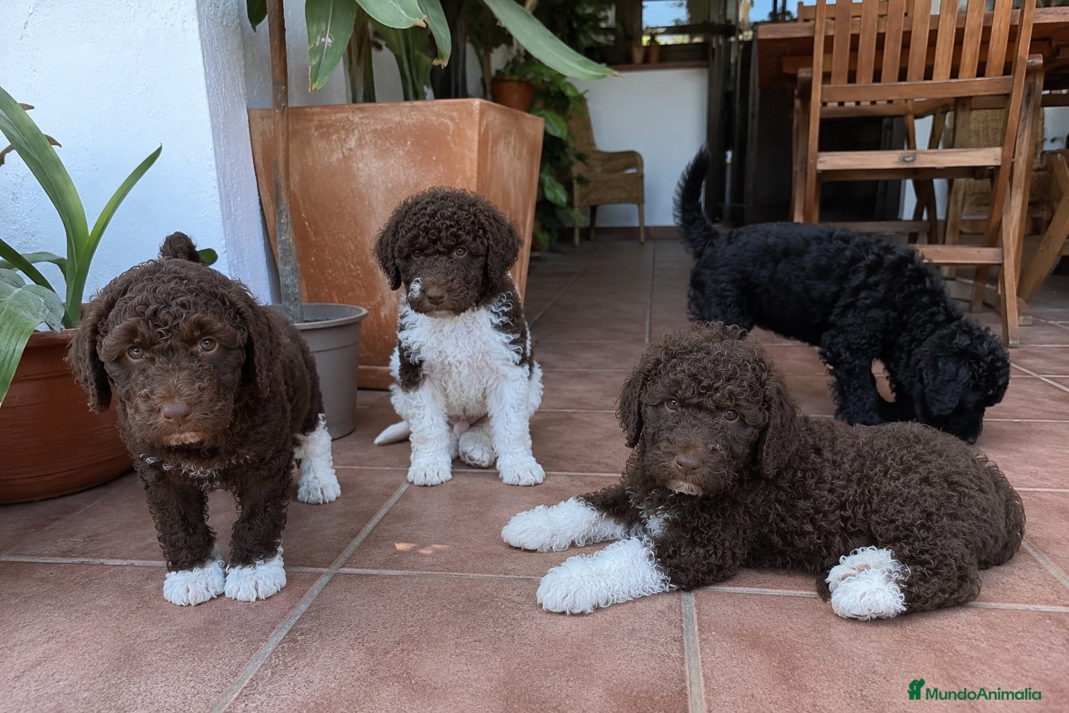 Perro de Agua Español perros PERRO DE AGUA - CADIZ - HUELVA  - Anuncio 4