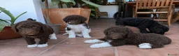 Perro de Agua Español perros en venta: PERRO DE AGUA - CADIZ - HUELVA  - Anuncio 1