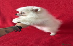 Pomerania perros en venta: Pomerania  - Imagen 2
