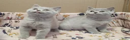 Británico de Pelo Corto gatos en venta: British Shorthair lilac  - Anuncio 4