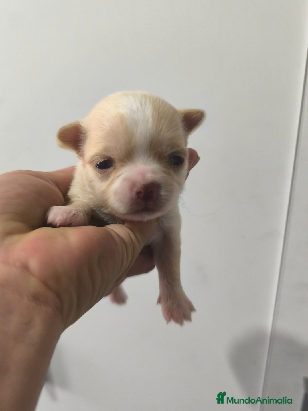 Chihuahua perros en venta: Chihuahua toy - Anuncio 5