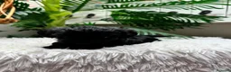 Maltipoo perros en venta: MALTIPOO HEMBRA  - Anuncio 13