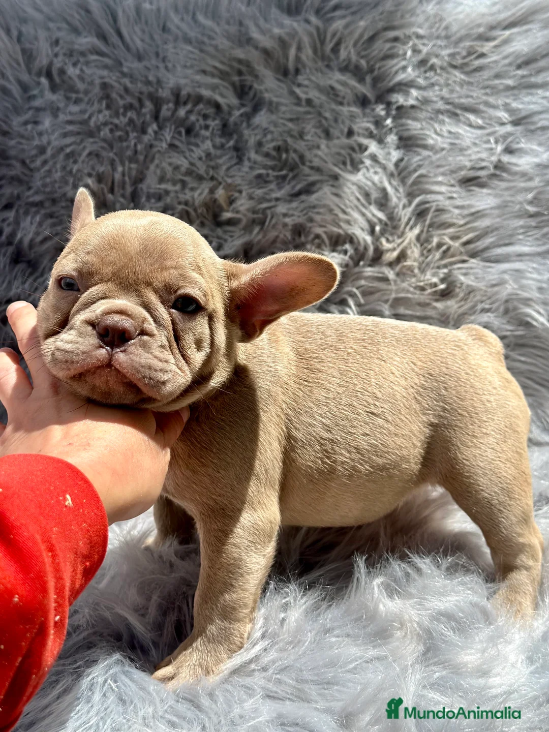 Bulldog Francés perros en venta: BULLDOG FRANCÉS ISABELLA NEW SHADE en Barcelona - Anuncio 4