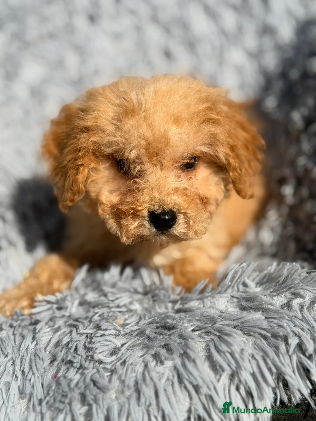 Maltipoo perros en venta: Maltipoo Toy Apricot  - Anuncio 2