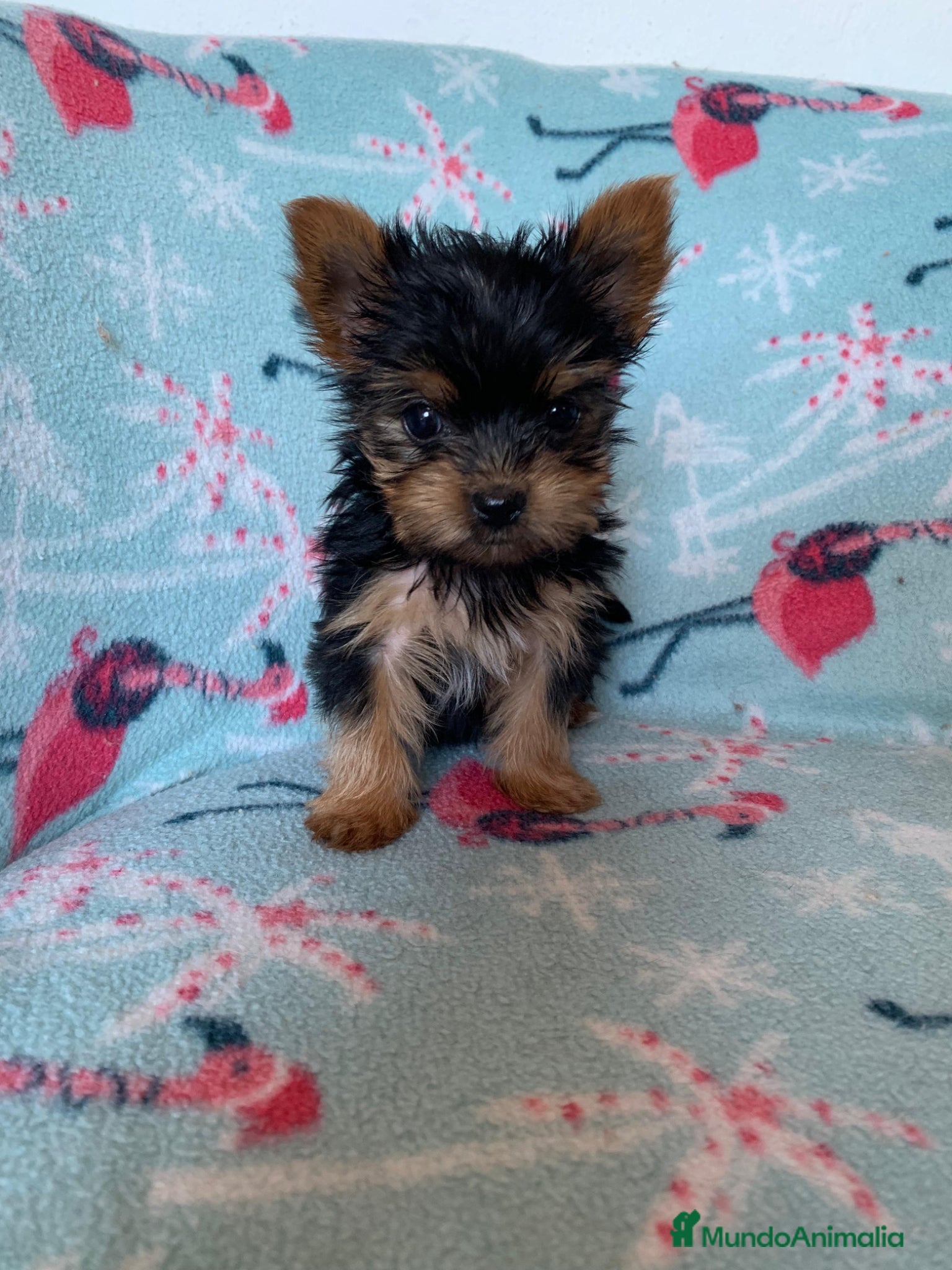 Yorkshire Terrier perros 🐾 Yorkshire Terrier – disponibles para reserva 🐾 - Anuncio 2