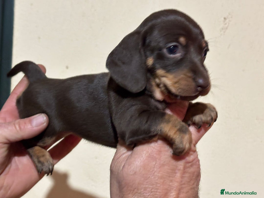 Teckel perros en venta: Teckel hembra chocolate  - Anuncio 2