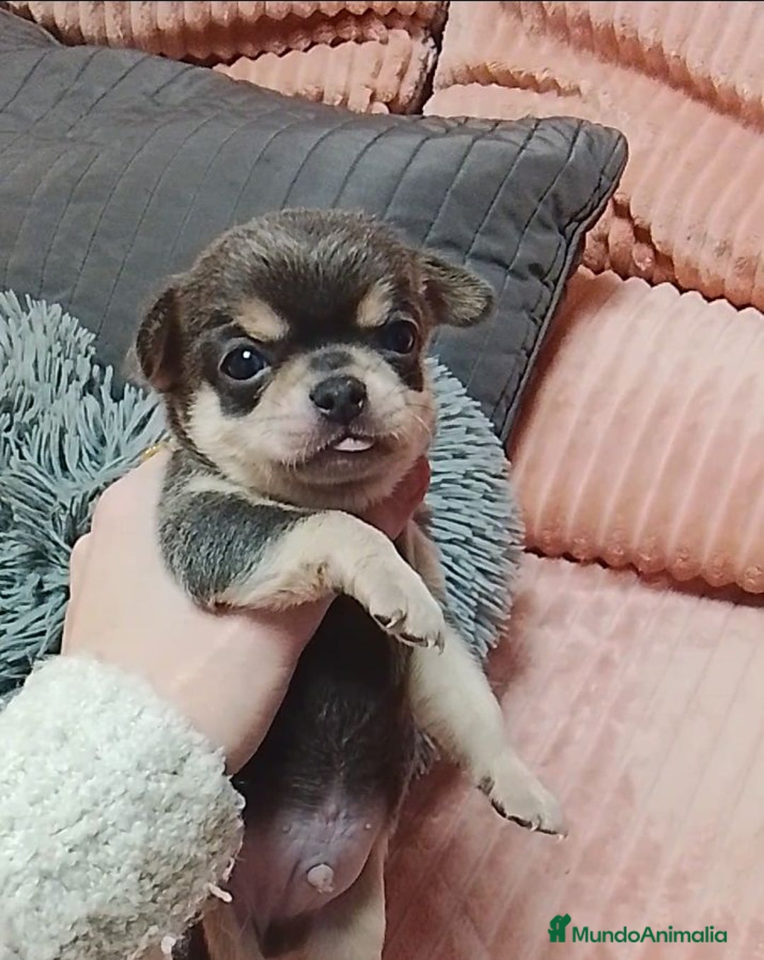 Chihuahua perros en venta: Chihuahuas cabeza de manzana - Anuncio 3