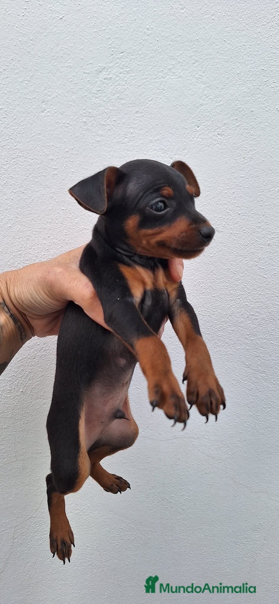 Pinscher Miniatura perros Mini pinche negro fuego  - Anuncio 16