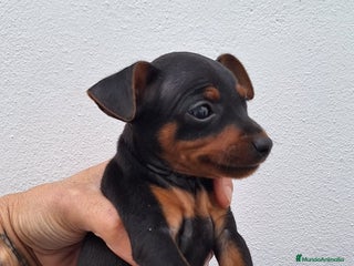 Pinscher Miniatura perros - Anuncio 1