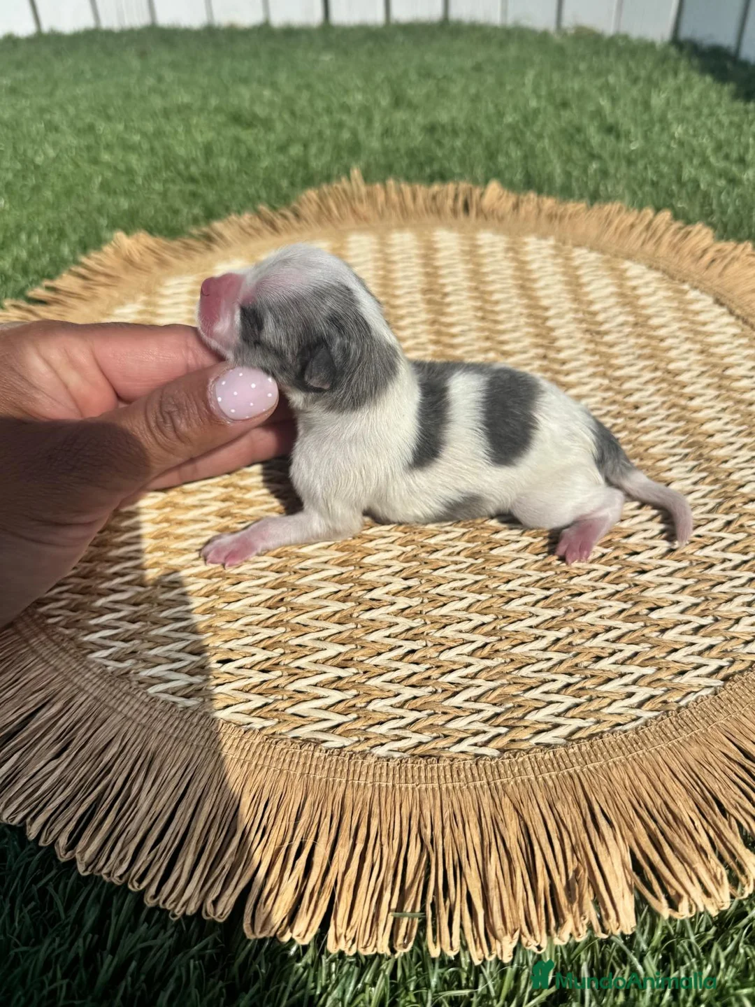 Pomerania perros en venta: POMERANIA  - Anuncio 1