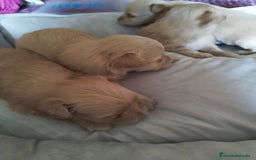 Maltipoo perros en venta: Maltipoo calidad y selección  - Imagen 4