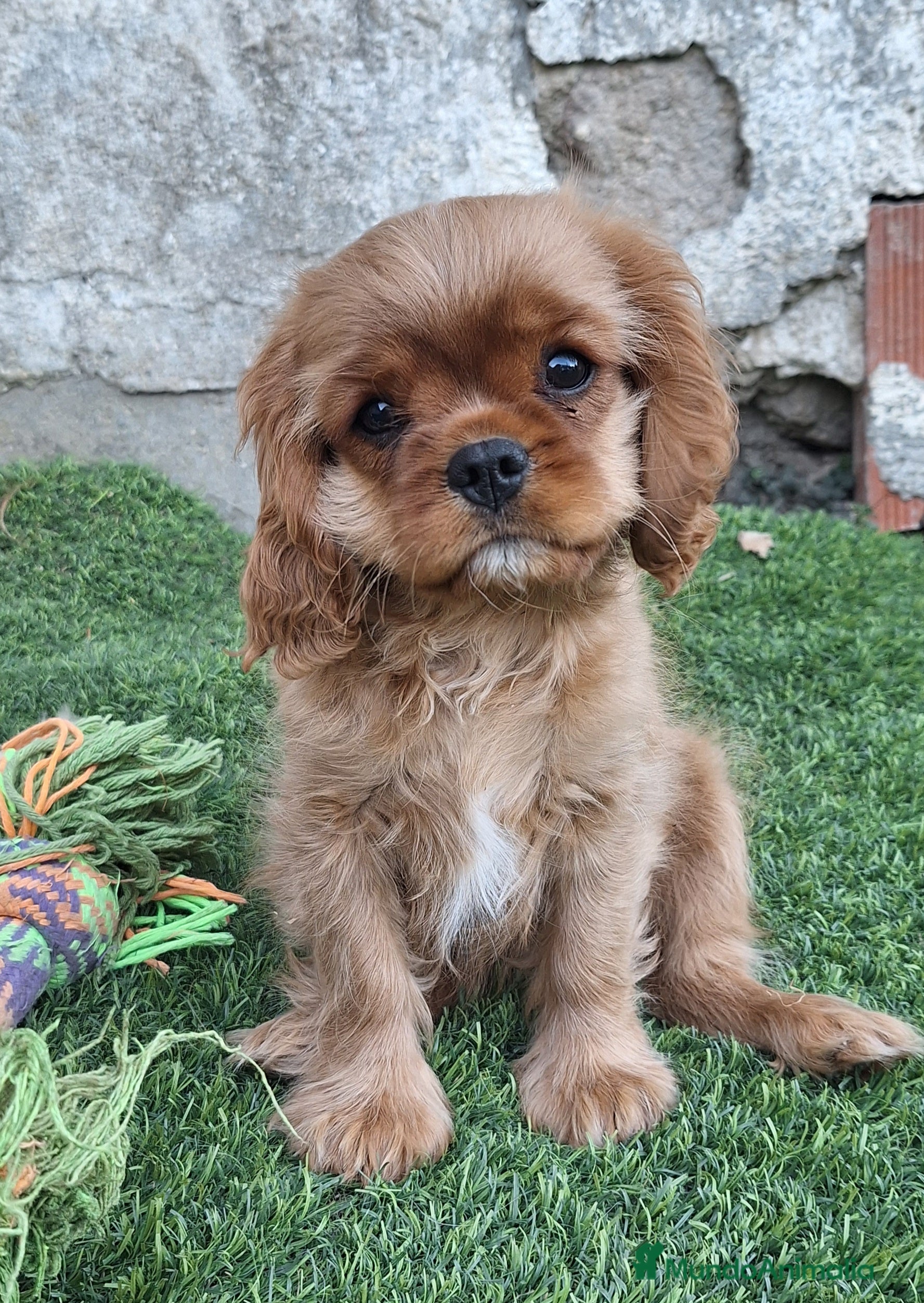 Cavalier King Charles Spaniel perros Hembra calidad compañia - Anuncio 1