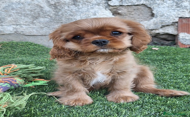 Cavalier King Charles Spaniel perros - Anuncio 1