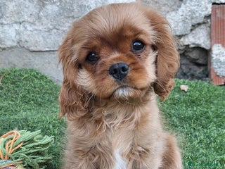 Cavalier King Charles Spaniel perros - Anuncio 2