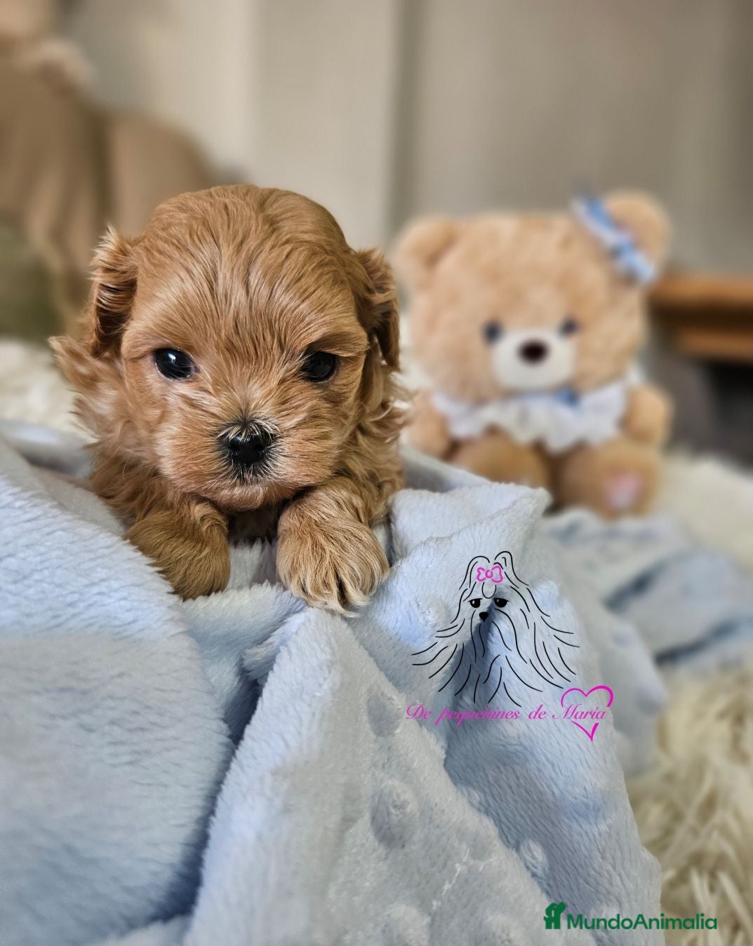 Maltipoo perros MALTIPOO MINIATURA ASIÁTICO  - Anuncio 1