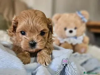 Maltipoo perros MALTIPOO MINIATURA ASIÁTICO - Anuncio 1