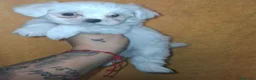 Bichón Maltés perros en venta: Bichón maltés - Anuncio 6