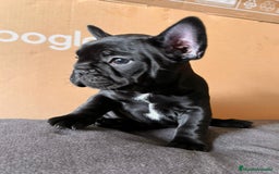 Bulldog Francés perros en venta: Cachorros de bulldog frances  - Imagen 1