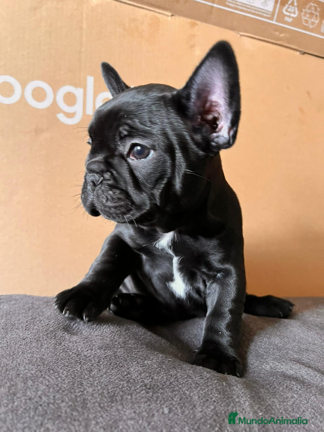 Bulldog Francés perros en venta: Cachorros de bulldog frances  - Imagen 1