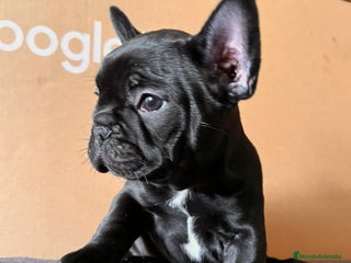 Bulldog Francés perros - Anuncio 13