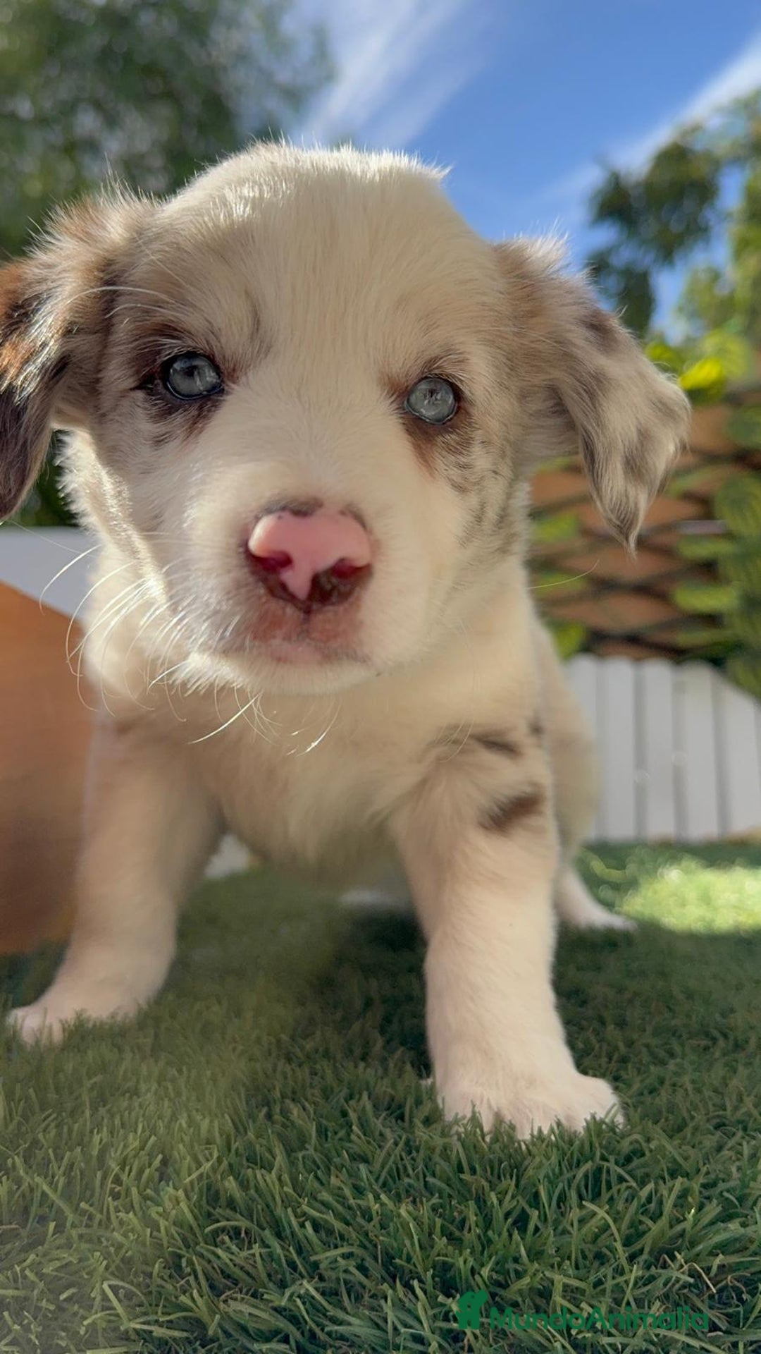 Border Collie perros en venta: BORDER COLLIE HEMBRA RED MERLE - Imagen 21