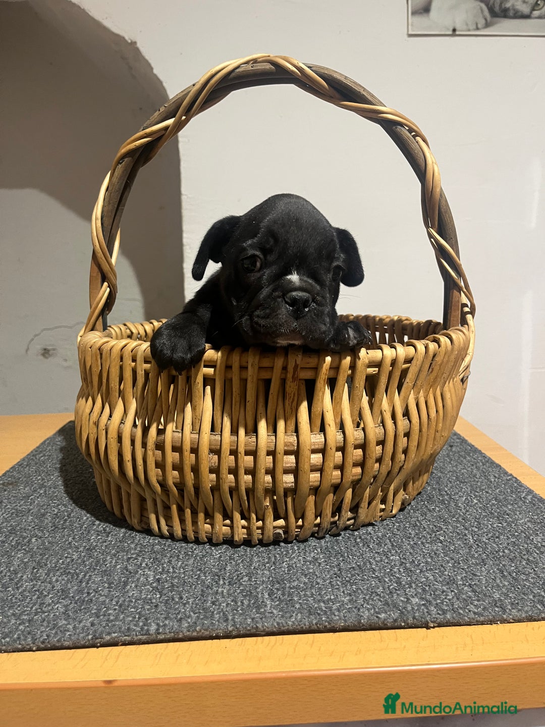 Bulldog Francés perros en venta: Bulldog francés  - Imagen 1