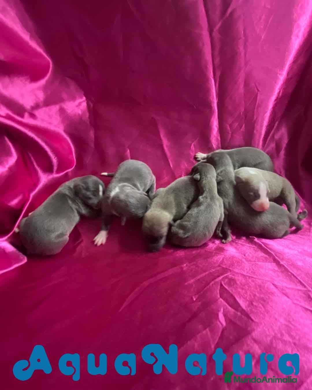 Pequeño Lebrel Italiano perros Camada Lebrel Italiano de AB y Omega AQUANATURA en Barcelona - Anuncio 2