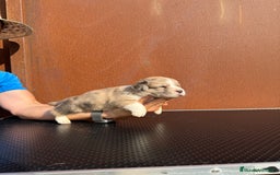 Welsh Corgi Cardigan perros en venta: Corgi Cárdigan  - Imagen 2