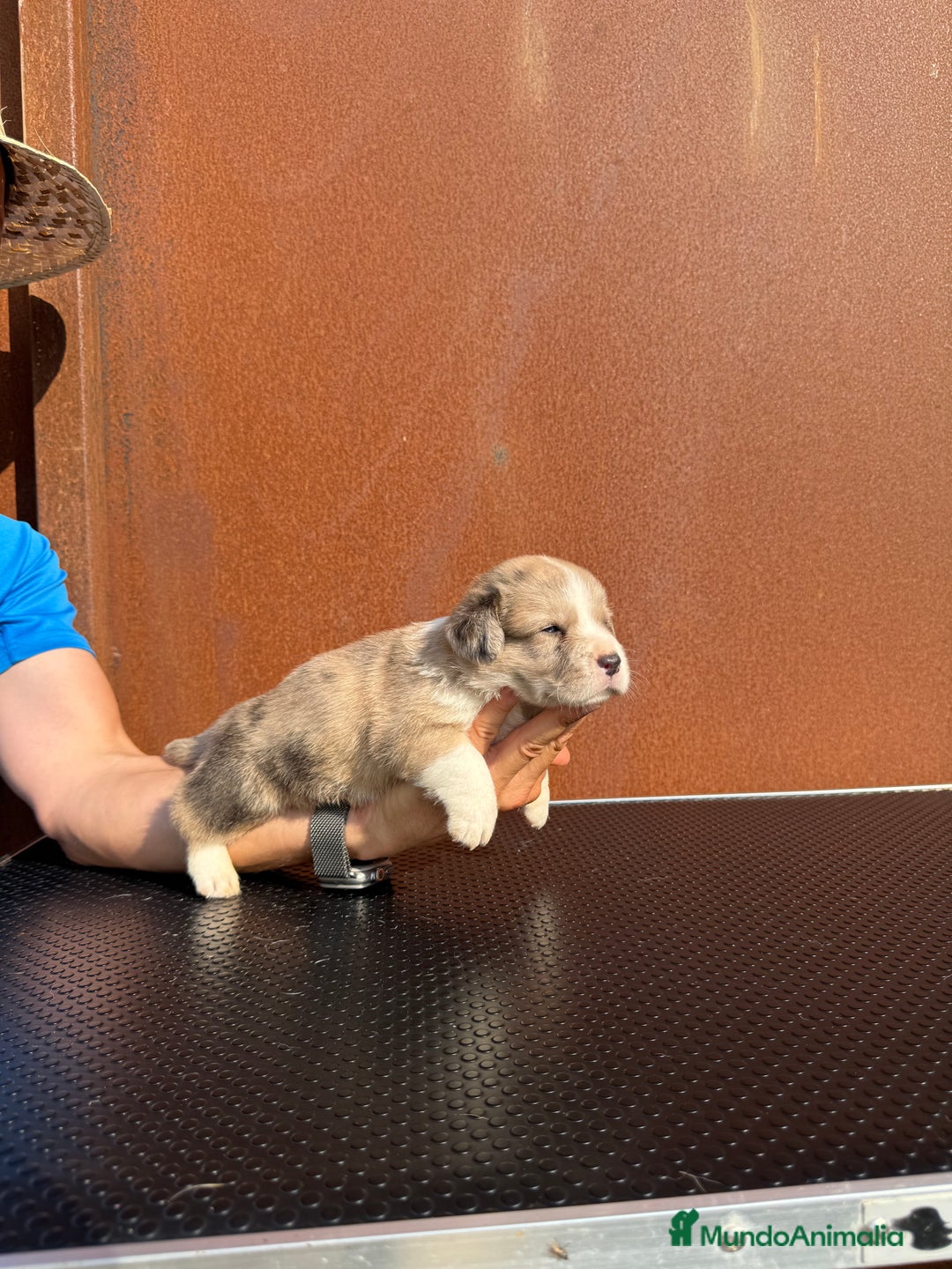 Welsh Corgi Cardigan perros en venta: Corgi Cárdigan  - Imagen 2