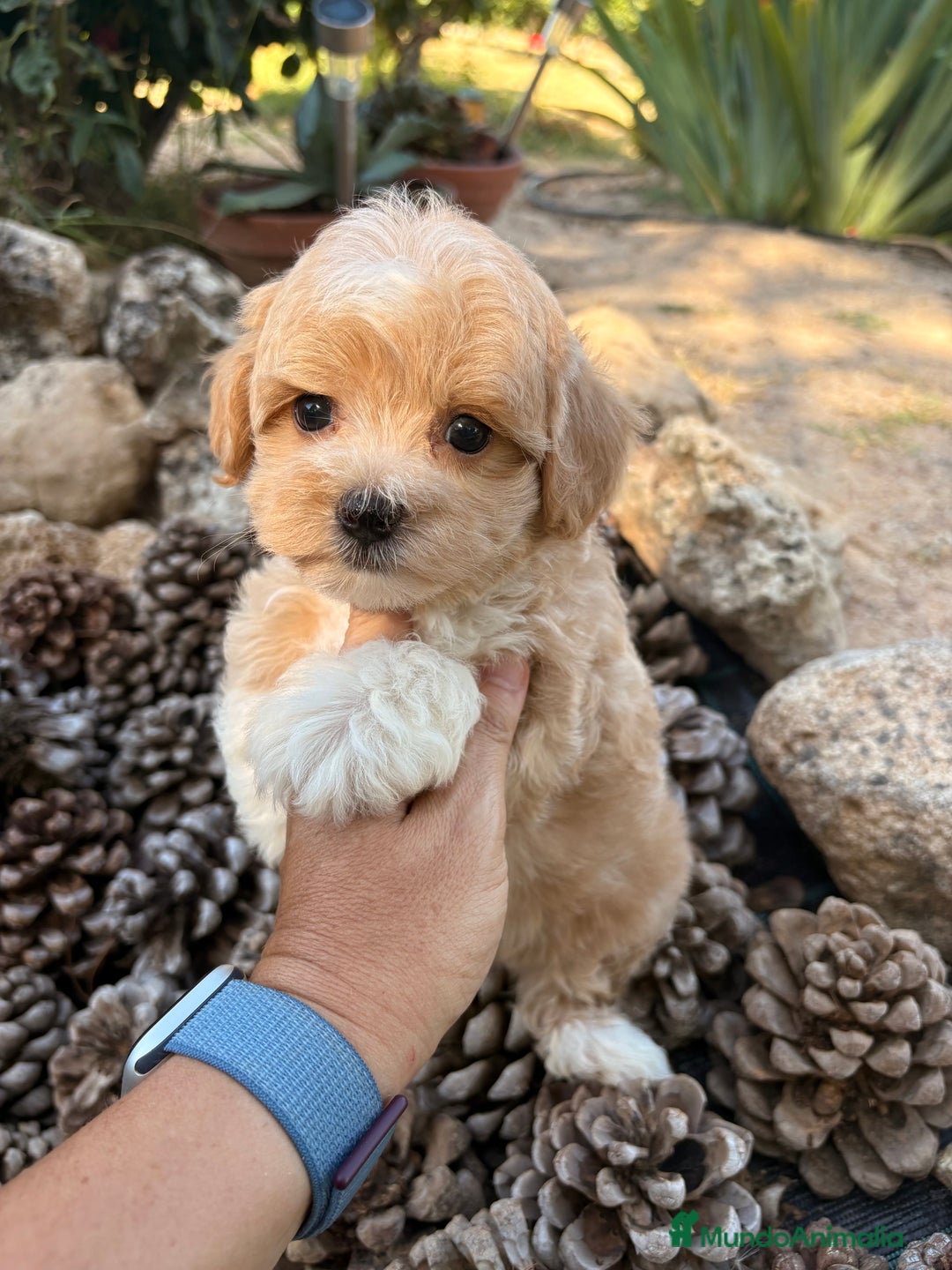 Maltipoo perros en venta: Maltipoo fotos actuales de los cachorros!! - Imagen 17