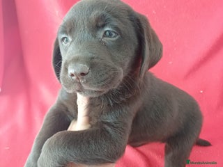 Labrador Retriever perros - Anuncio 3