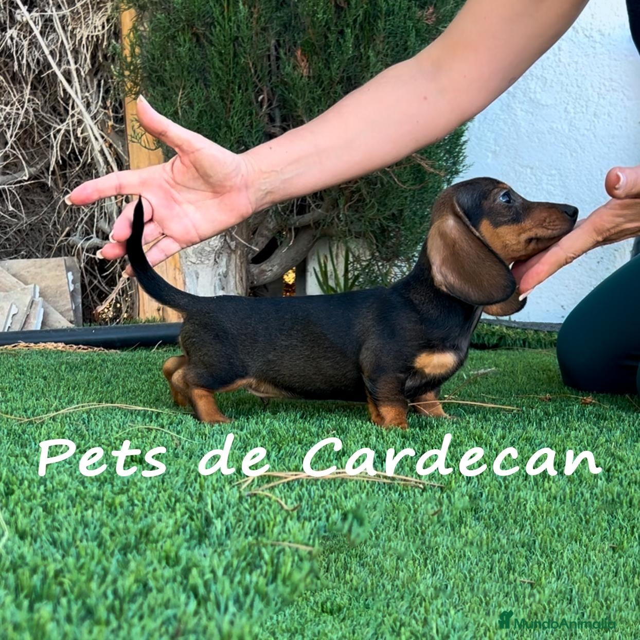 Teckel perros TECKEL MACHO NEGRO FUEGO - Anuncio 1