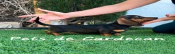 Teckel perros en venta: TECKEL MACHO NEGRO FUEGO - Anuncio 1