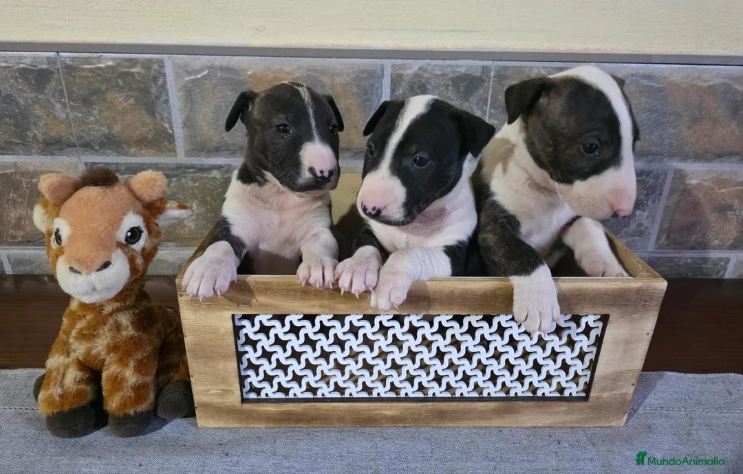 Bull Terrier perros en venta: BULL TERRIER  - Anuncio 1
