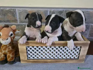 Bull Terrier perros BULL TERRIER - Anuncio 5