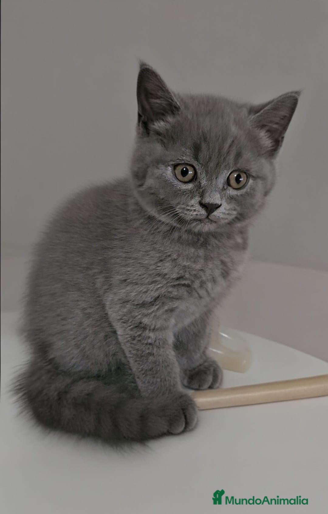 Británico de Pelo Corto Azul gatos British blues bebes increíbles disponibles  - Anuncio 2