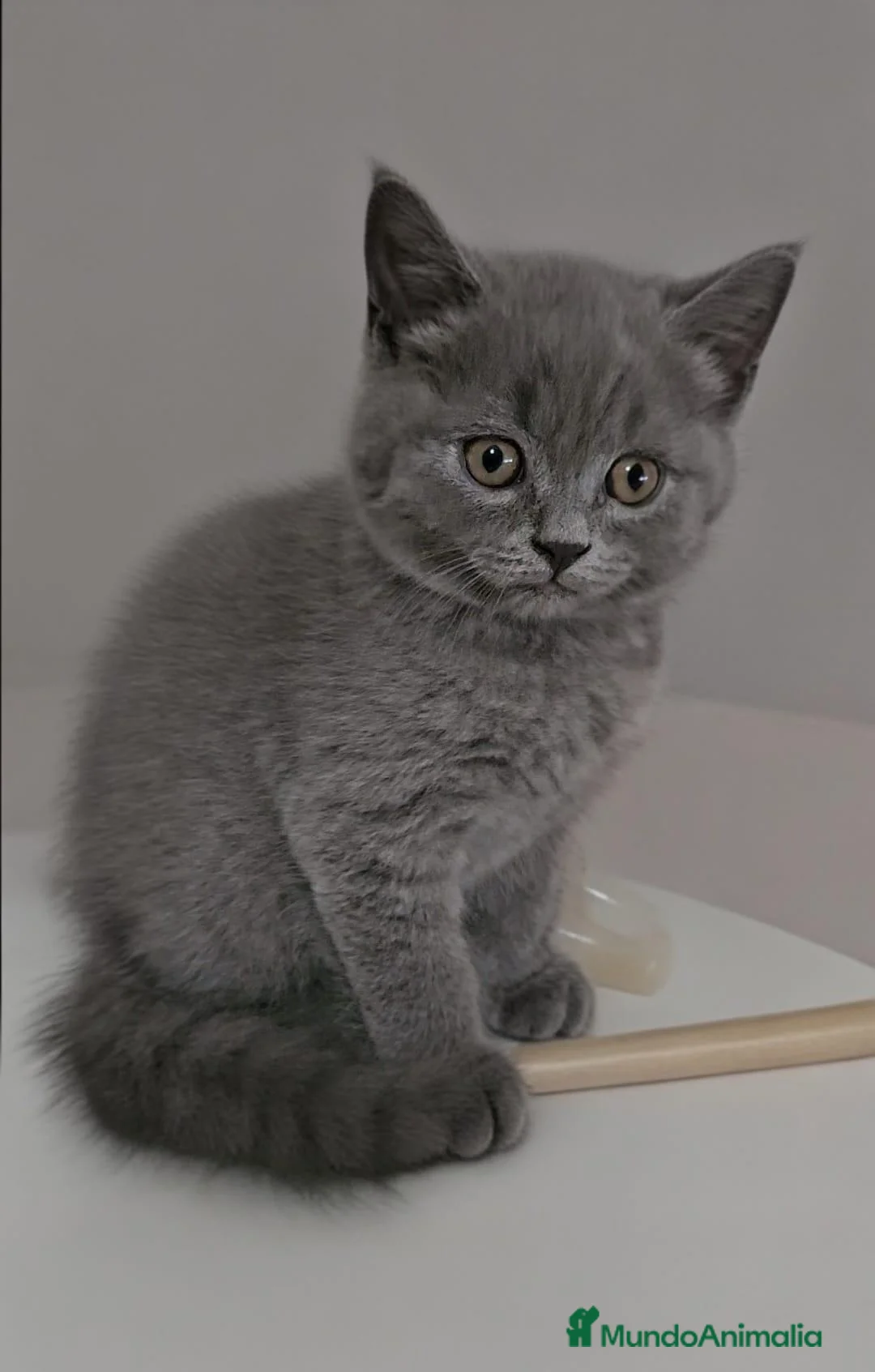 Británico de Pelo Corto Azul gatos en venta: British blues bebes increíbles disponibles  - Anuncio 2