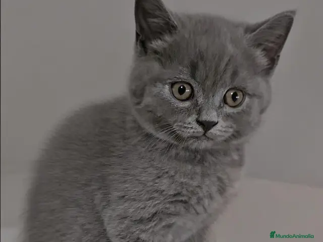 Británico de Pelo Corto Azul gatos en venta: British blues bebes increíbles disponibles - Anuncio 2