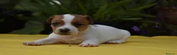 Jack Russell Terrier perros en venta: jack russell terrier listos para entregar ! ! - Anuncio 3