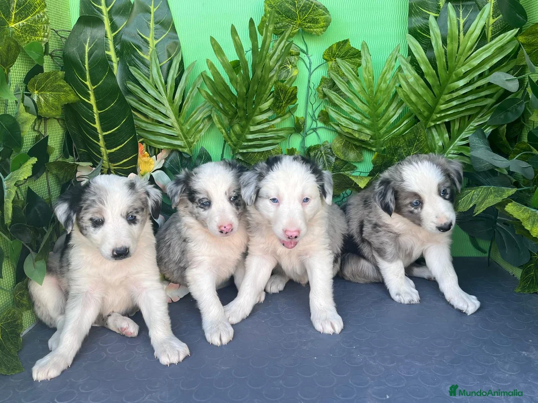 Border Collie perros en venta: Excelentes border collie  - Anuncio 1