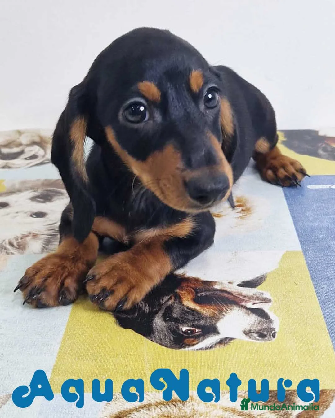 Teckel perros en venta: Teckel Hembra 0052 - AQUANATURA en Barcelona - Anuncio 1