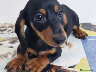 Teckel perros Teckel Hembra 0052 - AQUANATURA en Barcelona - Anuncio 17