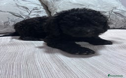 Perro de Agua Español perros en venta: Excelente camada de perro de Agua Español  - Imagen 5