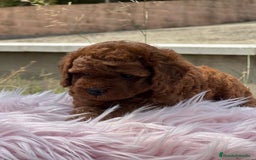 Caniche Enano perros en venta: CANICHE ROJO PIMENTÓN HEMBRA - Imagen 4