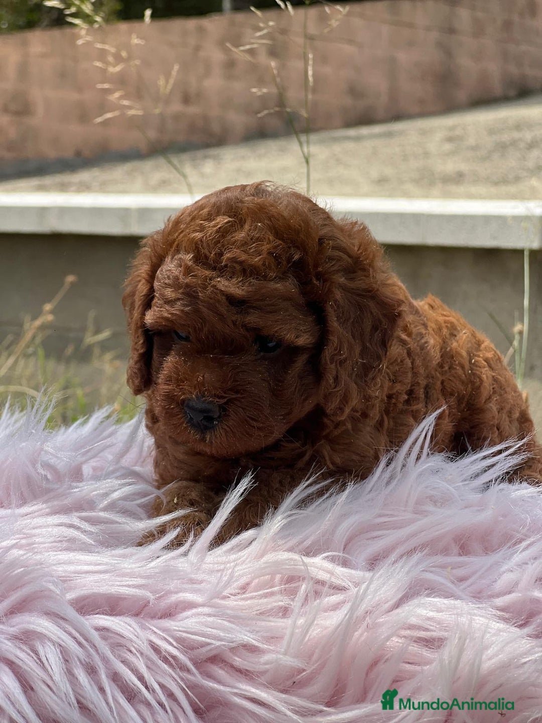 Caniche Enano perros en venta: CANICHE ROJO PIMENTÓN HEMBRA - Imagen 4
