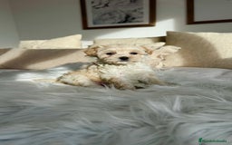 Maltipoo perros en venta: Maltipoo hembra - Anuncio 2