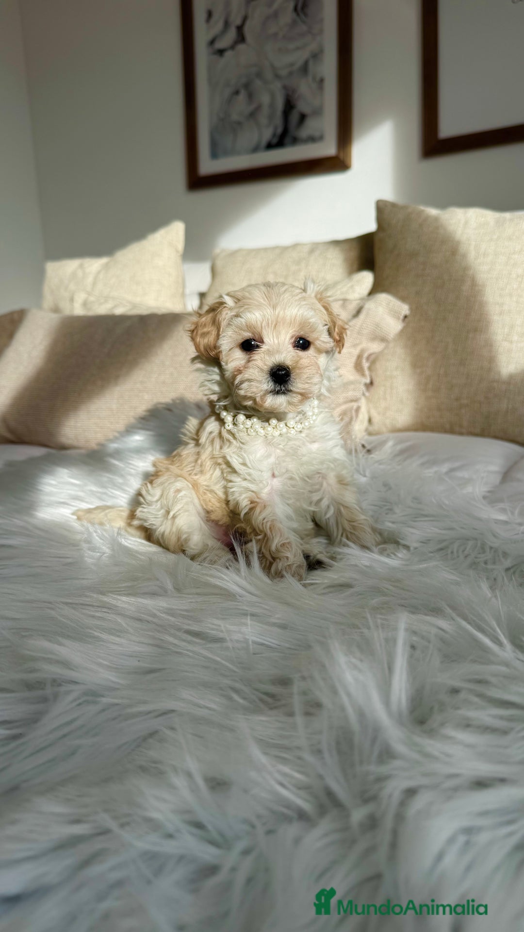 Maltipoo perros en venta: Maltipoo hembra - Anuncio 2