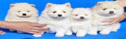 Pomsky perros en venta: Pomsky  - Anuncio 3