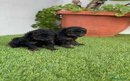 Caniche Toy perros en venta: CANICHTE TOY HEMBRA Mascotas del sur - Imagen 6