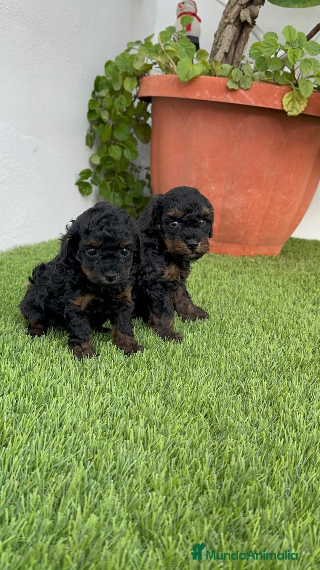 Caniche Toy perros en venta: CANICHTE TOY HEMBRA Mascotas del sur - Imagen 6